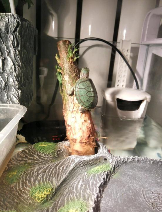 第一隻爬樹的烏龜出現了,將它從樹上拿下來後再也沒有爬過 第一隻爬樹的烏龜出現了,將它從樹上拿下來後再也沒有爬過