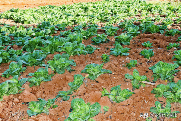 哪三種蔬菜不能餵雞？