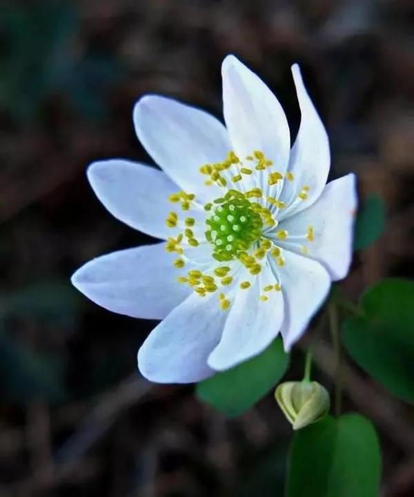 雪割草，漂亮而名貴的花