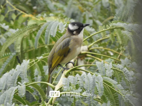 蘋果爛了不要扔 放陽臺上招小鳥 隔壁的小鳥都饞哭了