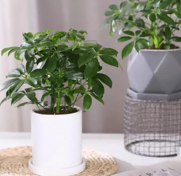 被譽為“招財樹”的鵝掌柴，居家盆栽該注意什麼？