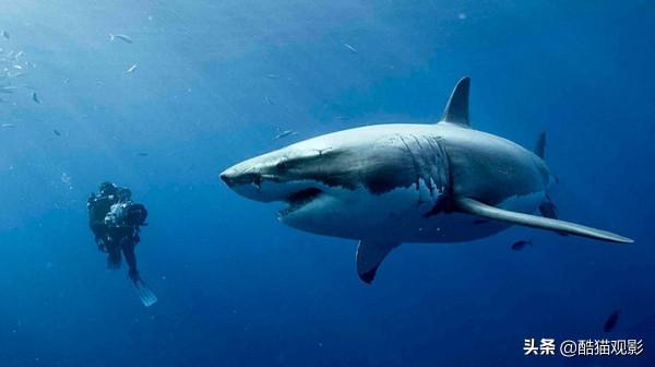 十部鯊魚題材電影，都是爽片，不容錯過