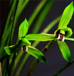 「綠花」 綠葉常見綠花不常見，這些你都見過嗎？花與葉爭豔