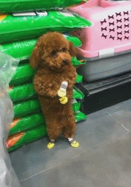 養這幾種狗等於“白養”,不能保護主人,有危險就跑了 養這幾種狗等於“白養”,不能保護主人,有危險就跑了