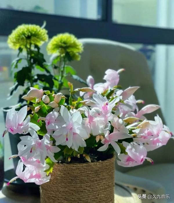 分享——美麗動人的蟹爪蘭