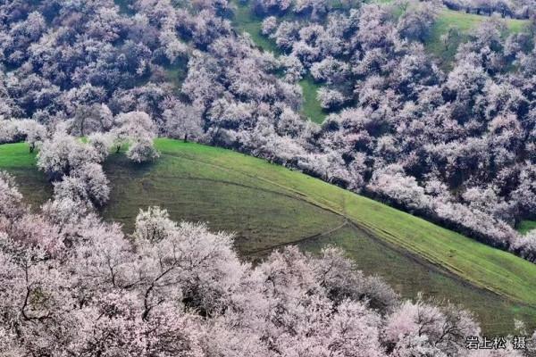 新疆有多美？看“二十四節氣倒計時”就知道