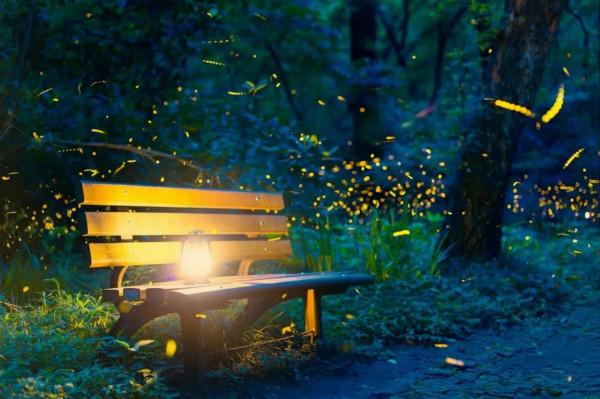 燈下草蟲鳴 燈下草蟲鳴