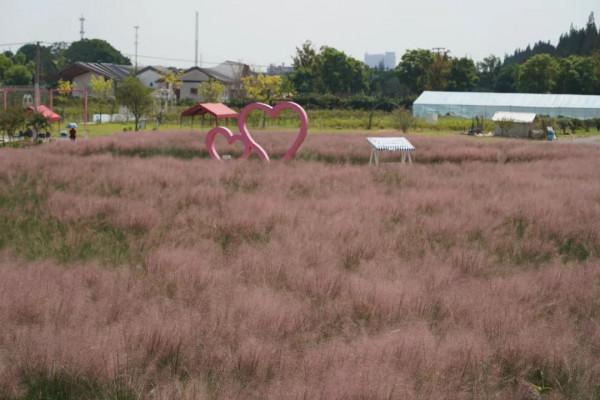 最少女心的色彩大片開始上演，來嘉定這裡邂逅“粉黛海洋”
