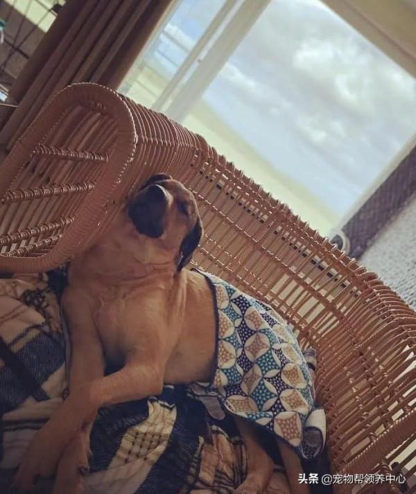 狗狗舒服的躺沙發看電視,還緊盯主人:愣著幹啥!端茶倒水呀 狗狗舒服的躺沙發看電視,還緊盯主人:愣著幹啥!端茶倒水呀