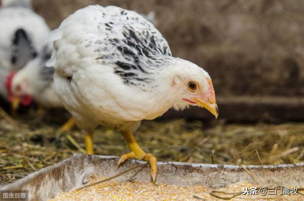 雞癱瘓,腿軟,站不起來是什麼原因?怎麼治療?教你認清疾病 雞癱瘓,腿軟,站不起來是什麼原因?怎麼治療?教你認清疾病