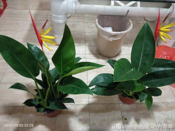 臘月買花，8種花白送都別要，養不活，還惹一肚子氣