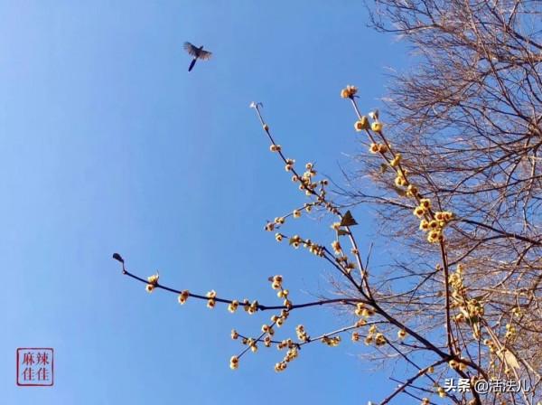 明日小寒，一年中最冷的日子要來了，記得做好3件事，暖身又補腎