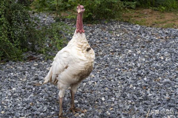 野生動物園的動物惹人喜愛,遊人對每一種動物都充滿興趣 野生動物園的動物惹人喜愛,遊人對每一種動物都充滿興趣