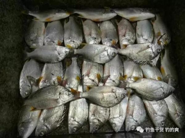 重鉛底釣：為什麼別人連桿你白板？只因少了這點細節操作