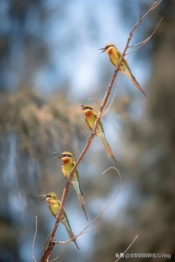 分享——35種罕見的鳥類