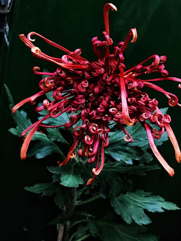 梅、蘭、竹、菊四君子的排名