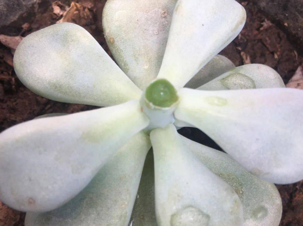 多肉側芽少怎麼辦?試試這3種方法,操作簡單,爆頭效果好 多肉側芽少怎麼辦?試試這3種方法,操作簡單,爆頭效果好