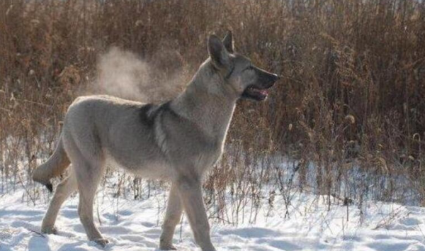 為什麼一般人都不養狼青犬，看完這幾點你就知道