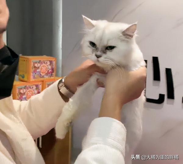 銀漸層被遺棄街頭,只能用垃圾充飢,不幸身患重病,男子做得很贊 銀漸層被遺棄街頭,只能用垃圾充飢,不幸身患重病,男子做得很贊