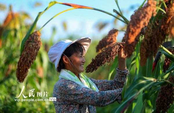 四川瀘州：高粱紅 收割忙