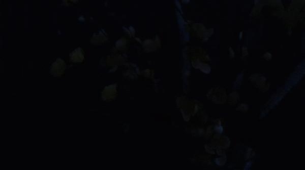 傲雷指揮家3龍鳳限量版,醉人國風美豔絕倫 傲雷指揮家3龍鳳限量版,醉人國風美豔絕倫