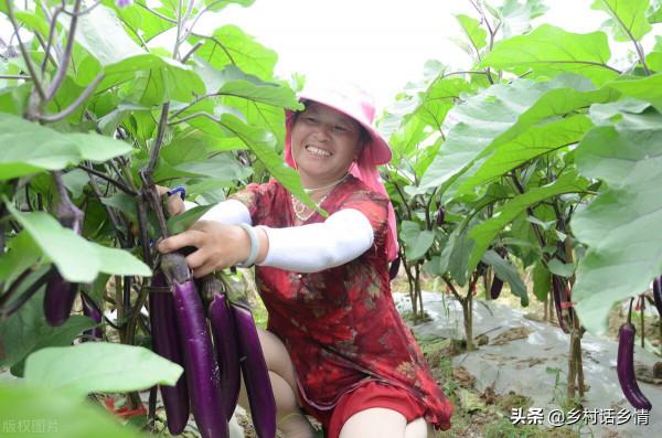 茄子黃瓜有瓢蟲易早衰,試試這兩方法,不招蟲還能加倍增產 茄子黃瓜有瓢蟲易早衰,試試這兩方法,不招蟲還能加倍增產