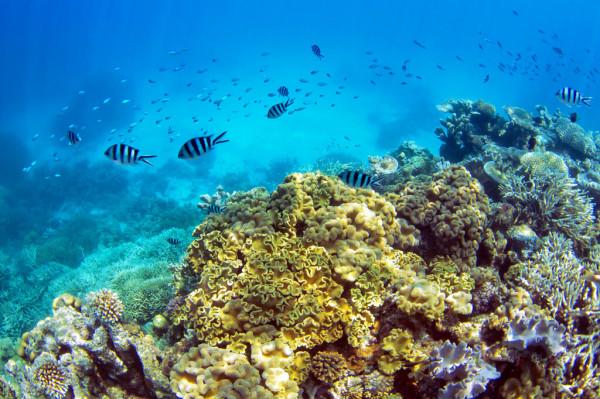 全球水下生物聲紋圖書館GLUBS將使用音訊幫助監測變化的海洋生物