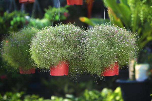 久等了!冬日滿天星技巧,讓你收穫一片花海 久等了!冬日滿天星技巧,讓你收穫一片花海