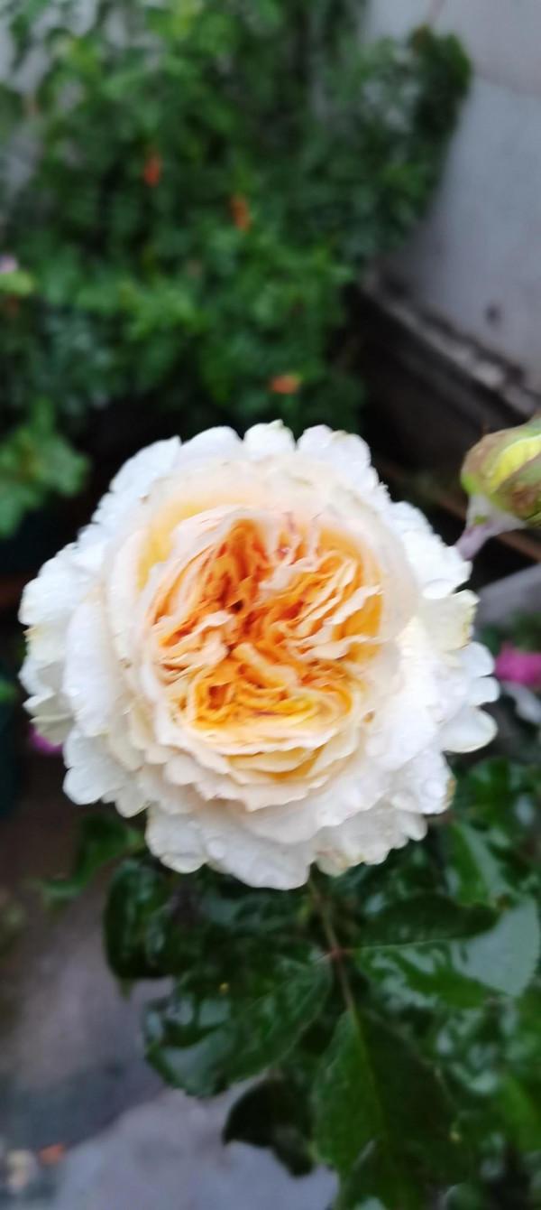 不是老歌好聽了，而是聽歌的人有故事了