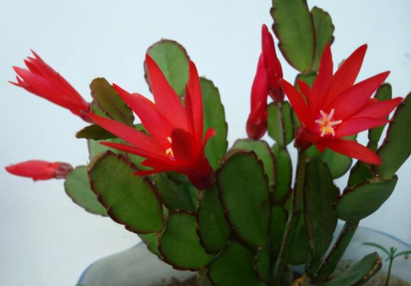 養蟹爪蘭,怎麼催花?沒有磷酸二氫鉀就用它,1個月1次 養蟹爪蘭,怎麼催花?沒有磷酸二氫鉀就用它,1個月1次