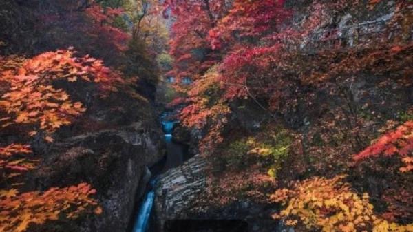 紅葉，唯美風景