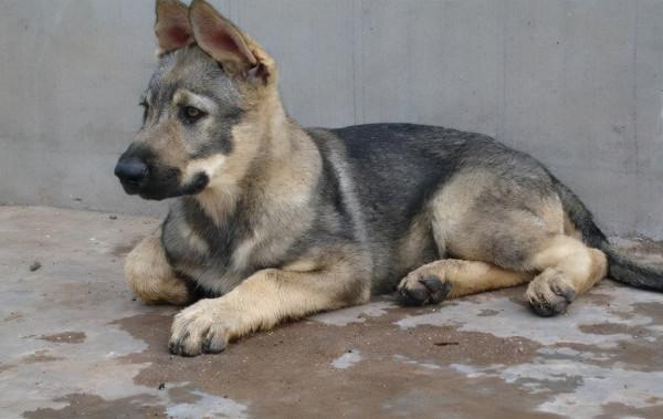 昆明犬這麼優秀,難怪那麼多人喜歡 昆明犬這麼優秀,難怪那麼多人喜歡