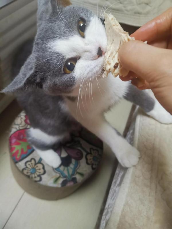 看看撿來的貓咪，來我家已經兩個月了