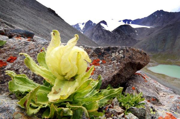 夢裡都想去的新疆