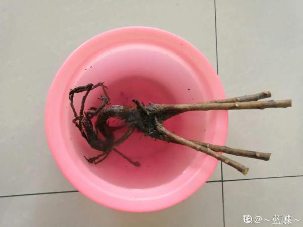 10種花得窮養,盆越小、水越少,越長得旺 10種花得窮養,盆越小、水越少,越長得旺