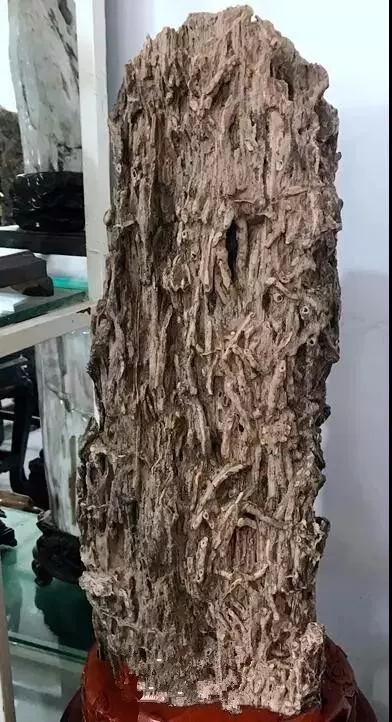 木化石，億萬年前的遺世孤品