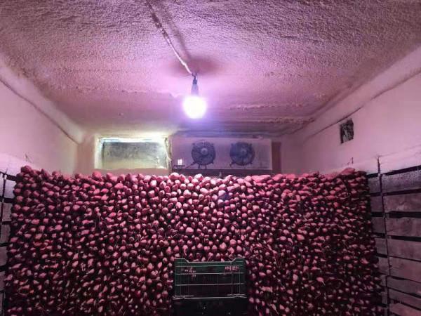 寒潮將至，北京搶收甘薯，確保安全貯藏