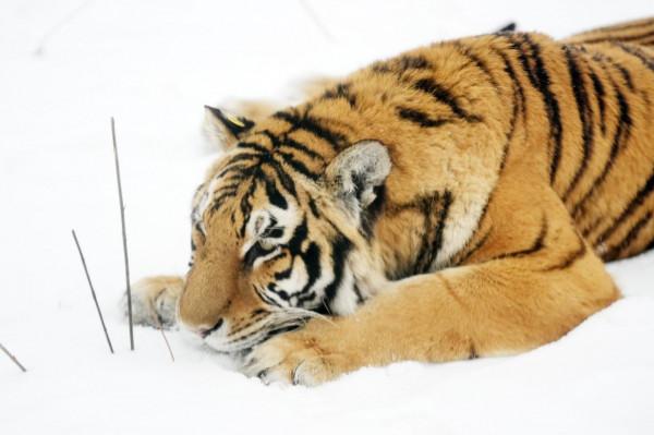 隆冬探訪東北虎