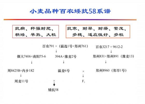 你在種小麥嗎?不,我在進行一場修行 你在種小麥嗎?不,我在進行一場修行