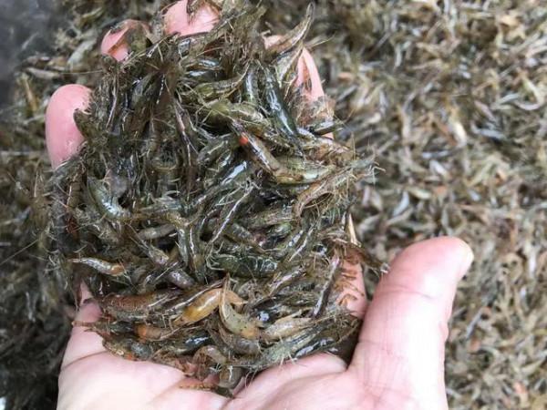 蝦田72雜魚之五中華米蝦，30塊錢一斤的米蝦，你有錢也難買到
