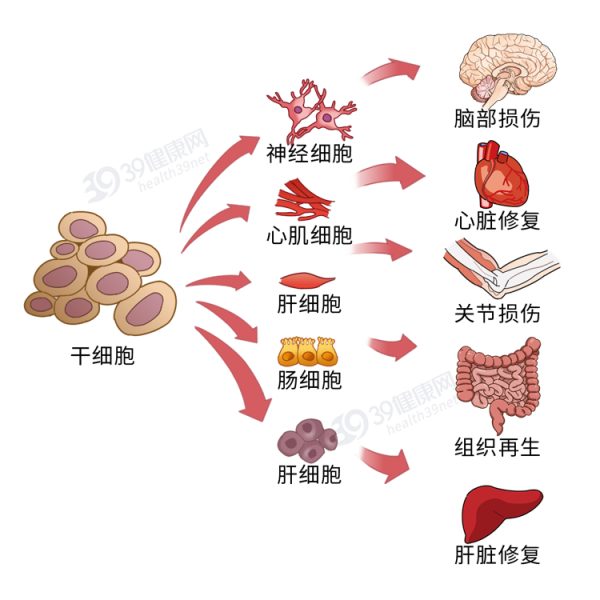 “胎盤”產業鏈曝光,價格不菲!食用人類胎盤,養生還是作死? “胎盤”產業鏈曝光,價格不菲!食用人類胎盤,養生還是作死?