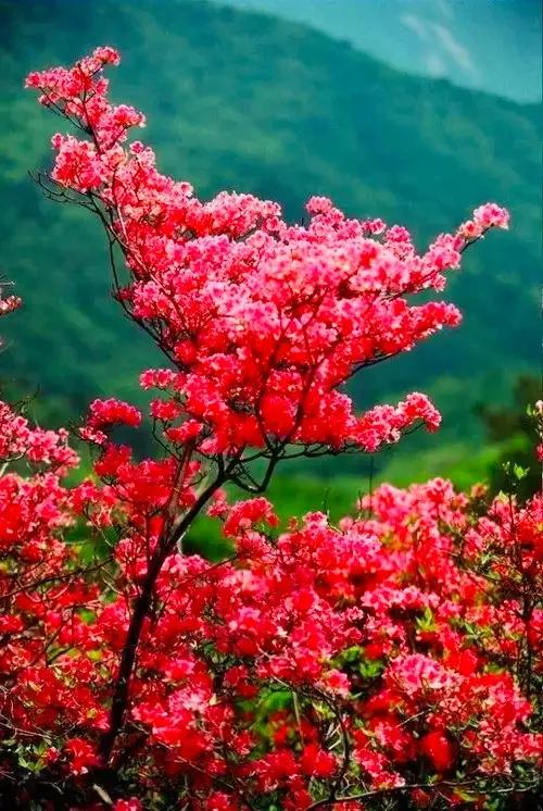 分享：“花中西施”映山紅，花開的時候，耀眼奪目，千嬌百媚