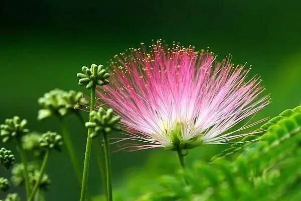 人間惆悵客——納蘭容若的悼妻詞，陪伴是最長情的告白