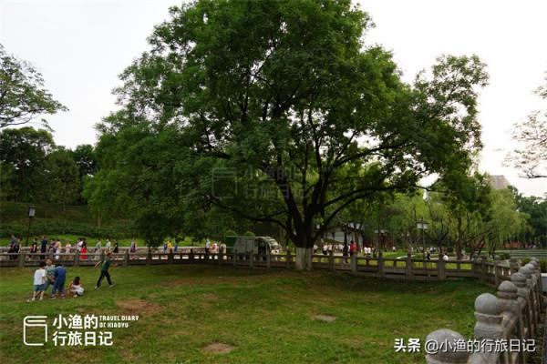 西安鬧市這片“荒地”,竟是唐朝長安城罕見的真實遺蹟,你知道嗎 西安鬧市這片“荒地”,竟是唐朝長安城罕見的真實遺蹟,你知道嗎