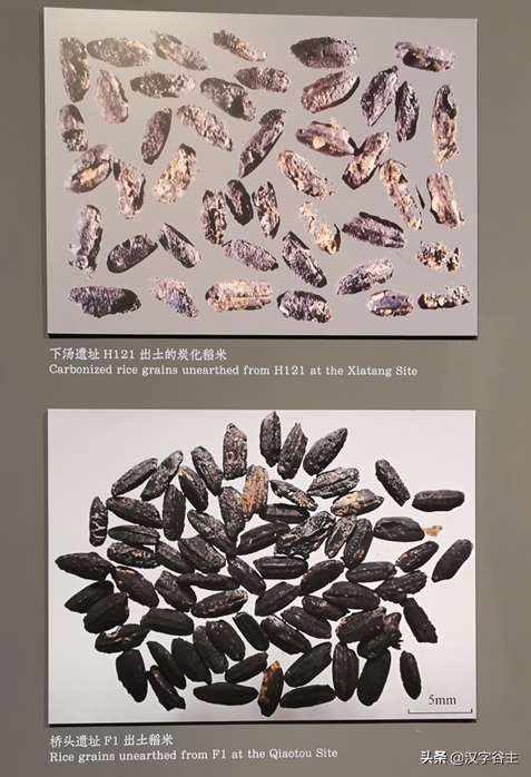 上山尋稻——走進國博“稻·源·啟明”上山文化考古特展