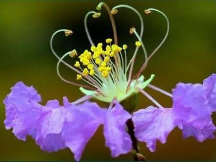 分享——紫薇花