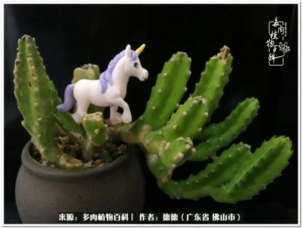 廣東的多肉陽臺:生命不息,折騰不止 廣東的多肉陽臺:生命不息,折騰不止