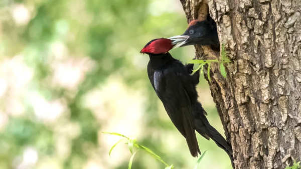 「山西鳥類圖鑑」| 黑啄木鳥