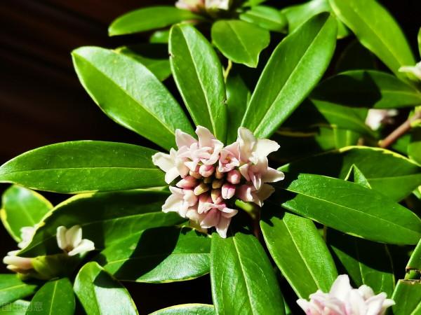 寓意祥瑞，瑞香花。過年養一盆，室內馨香，祥瑞安康