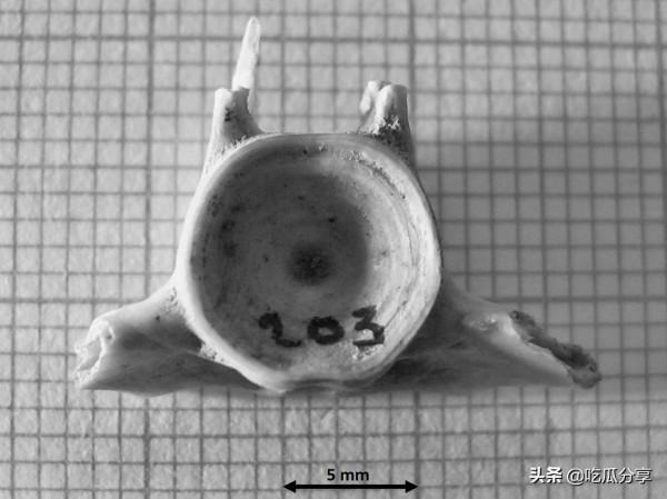 考古學告訴我們關於吃潔食的古老歷史 by Kristina Killgrove